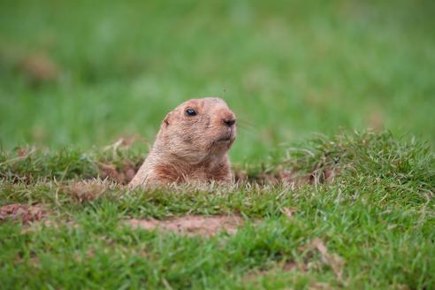 a groundhog peeking out of the ground.